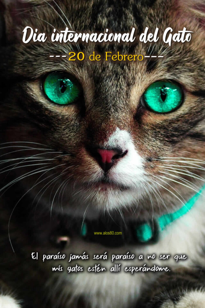 dia internacional del gato